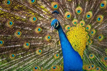 Close-up of Indian Peafowl (Pavo cristatus). Portrait of a peacock with an open tail.  - obrazy, fototapety, plakaty