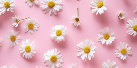 Top view flat lay seamless pattern with daisies flowers on pink background 