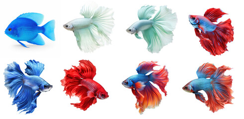 Fototapeta na wymiar Set of beta fish beautiful on transparency background PNG
