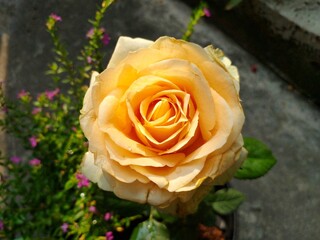 The peach colored roses are blooming and looking beautiful. Rosa hybrida or prince of flower famili...