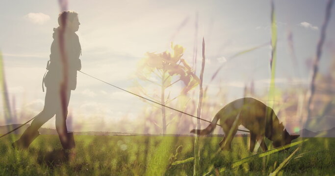 Digital composite of a man walking his dog on grass land with tall grass in the foreground 4k