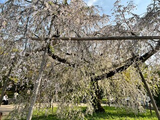 Fototapeta premium Sakura Season in Kyoto, Japan’s Ancient Capital