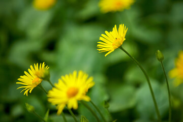 Yellow flowers in a green field.