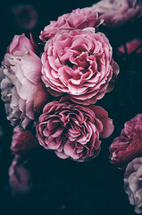 Close up of roses dark background