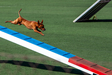Pinscher dog in agility course