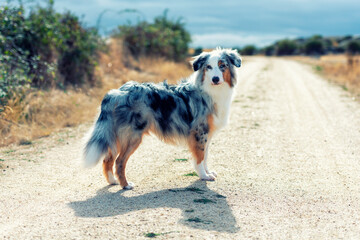 Australian sheperd in the middle of track