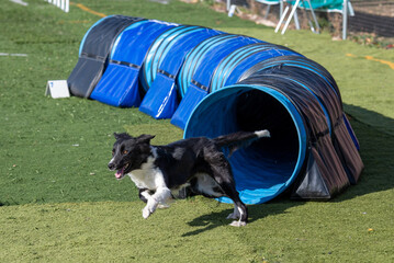 Border collie in agility course