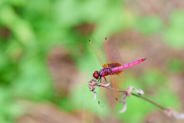 Close-up view of  pink dragonfly perching on dry grass