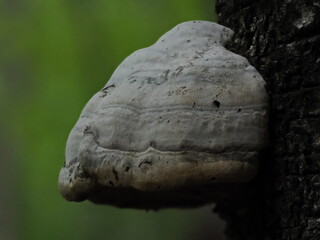 a mushroom with brown and white colored skin growing on the side of a tree