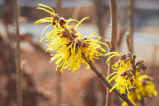 봄을 알리는 풍년화, Witch Hazel, 위치 하젤, 풍년화, 노랑풍년화, 노란꽃, 봄꽃, Hamamelis, Yellow, spring, flower, spring flower