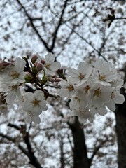 Sakura Season in Japan, Cherry Blossom Viewing