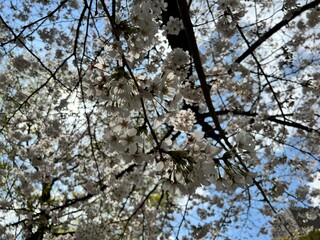 Obraz premium Sakura Season in Japan, Cherry Blossom Viewing