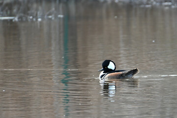 Birds, Huntely Meadows Park, Virginia