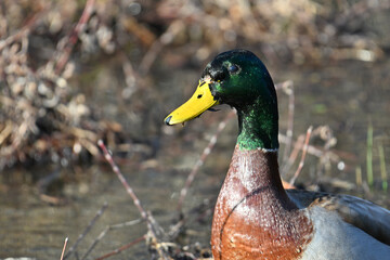 Birds, Huntely Meadows Park, Virginia