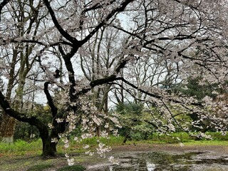 Sakura Season in Japan, Cherry Blossom Viewing