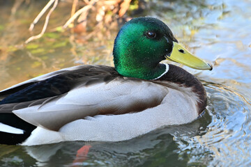 Birds, Huntely Meadows Park, Virginia