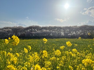 Sakura Season in Japan, Cherry Blossom Viewing