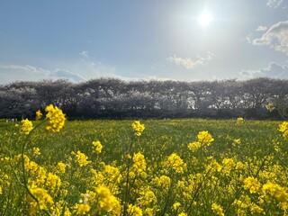 Obraz premium Sakura Season in Japan, Cherry Blossom Viewing