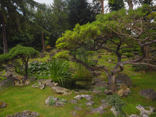 Japanese garden in Vienna (inside Botanical garden): Japanese maple, topiary small pine trees, stepping stones, moss, small stream among trees