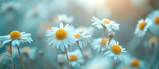 Fotobehang A picturesque field of chamomile flowers basking in the sunshine, with their delicate petals swaying in the gentle breeze against a backdrop of a clear blue sky and lush green grass © 2rogan