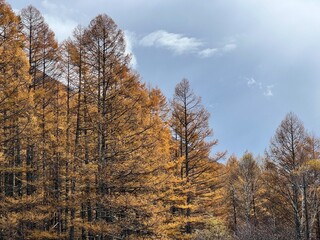 Nikko's Enchanting Autumn Colors in Nikko, Tochigi, Japan