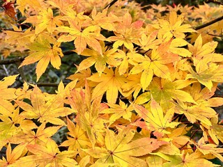 Nikko's Enchanting Autumn Colors in Nikko, Tochigi, Japan