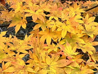 Nikko's Enchanting Autumn Colors in Nikko, Tochigi, Japan