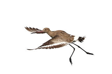 Black-tailed godwit flying isolated on transparent background png file