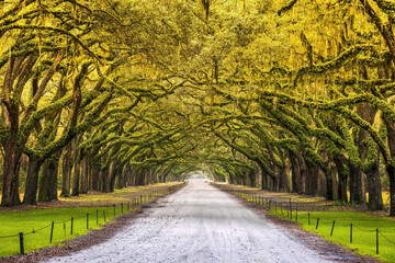 Scenic Oaks covered with spanish moss road valley - obrazy, fototapety, plakaty