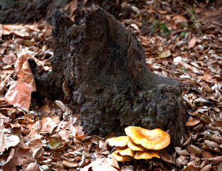 Fallen leaves resting against rock formation with verdant plant growth alongside