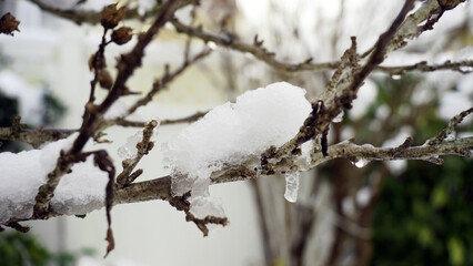 Close-up of a bare trees covered with snow in winter in a backyard