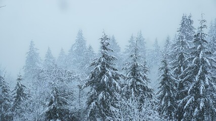 Scenic view of snow-covered pine trees.