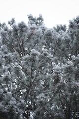 snow covered tree and white sky in the background, with no leaves on it