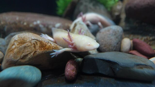 Axolotl, a mexican salamander that lives in several lakes in Mexico City, especially Lake Xochimilco. Iconic species in danger of extinction, urgent need for conservation and habitat restoration