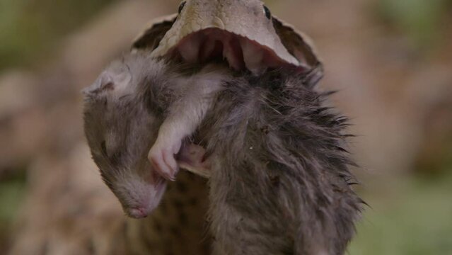 Gaboon viper huge fangs eating a rat