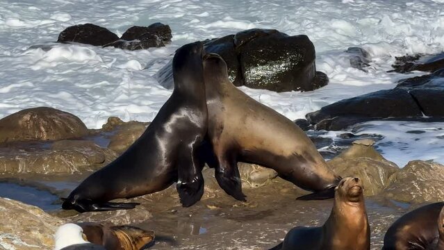 Close up of two Sea Lions playing and restling on rocks during King Tide in La Jolla.