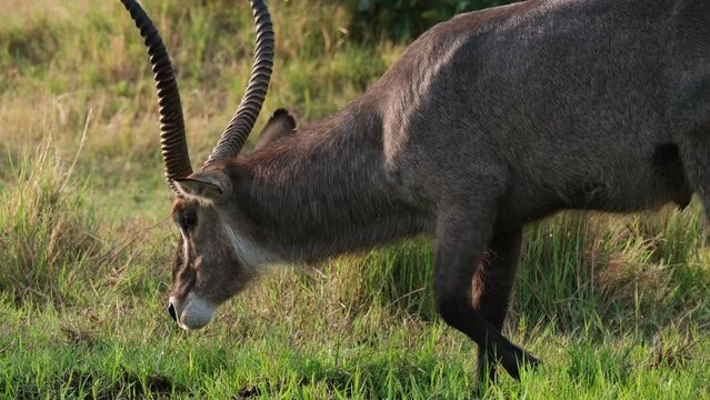Grazing Male Waterbuck With Large Antelope In The Savannah Of Africa. Sideview Shot