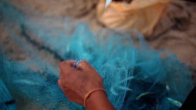 Bare Hands Of A Migrant Worker Removing Entangled Bycatch From Blue Fishing Nets Used In Thailand.