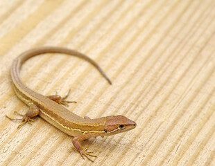 木の上にカナヘビ