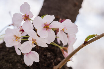 桜の花