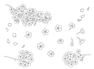 桜の花の手描きの線画イラスト素材
