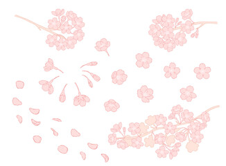 桜の花の手描きの線画イラスト素材_ピンク

