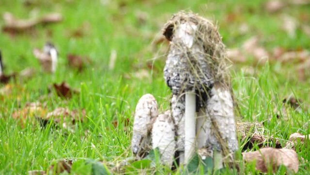 Coprinus comatus, shaggy ink cap, lawyer's wig, or shaggy mane, is a common fungus often seen growing on lawns, along gravel roads and waste areas. Young fruit bodies first appear as white cylinders.