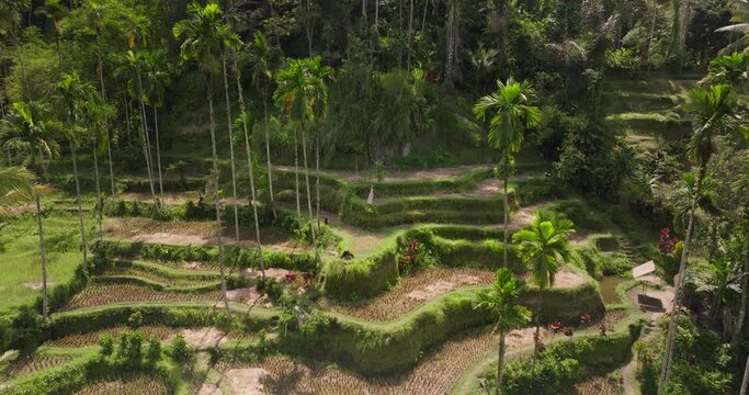 Woman with dress stands overlooking lush Ceking rice terrace, Tegalalang. Aerial