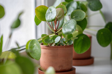 Closeup of small Pilea peperomioides plant in terracotta pot on windowsill at home. Chinese money houseplant with sprout, selective soft focus. Indoor gardening, hobby concept