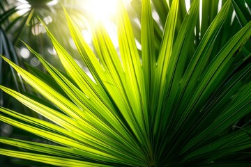 Radiant sunshine filtering through the vibrant green leaves of a palm, highlighting its textures and patterns