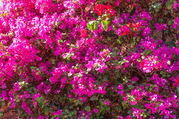 Bougainvillea, Paper flower Bougainvillea hybrida soft focus with blurry background
