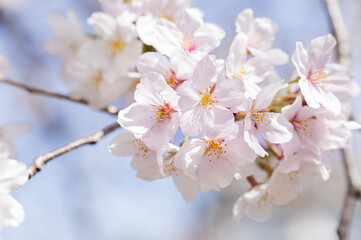 桜の花