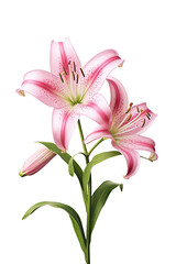 Naklejka premium Lily flower on white