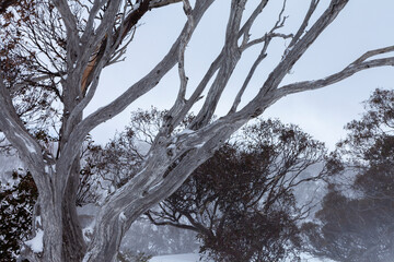 Snow Covered Trees at Kosciuszko National Park, NSW, Australia